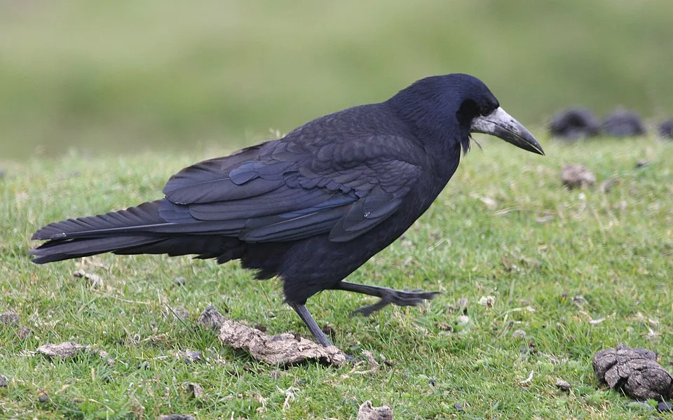 Rook (Corvus frugilegus) — photo 1 of 4