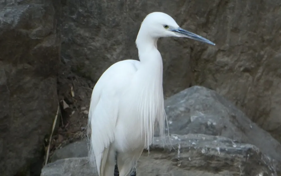Little Egret (Egretta garzetta) — photo 4 of 5