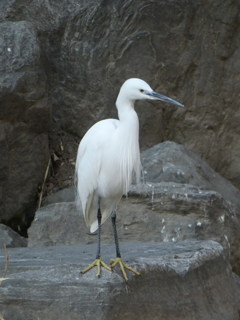 Little Egret (Egretta garzetta) — photo 4 of 5