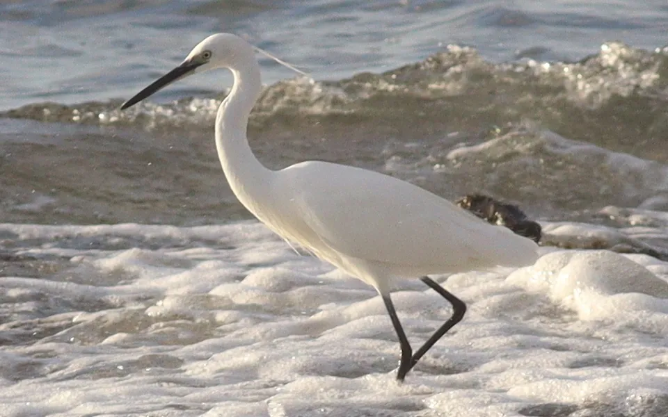 Little Egret (Egretta garzetta) — photo 5 of 5