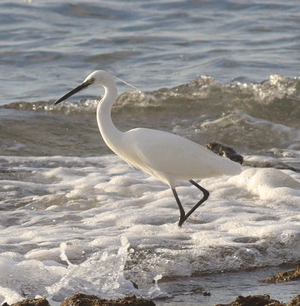 Little Egret (Egretta garzetta) — photo 5 of 5