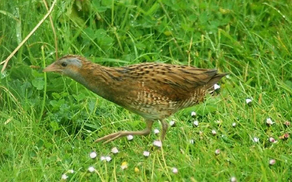 Corn Crake (Crex crex) — photo 5 of 5