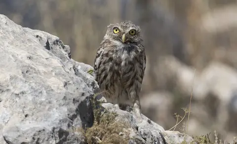Little Owl (Athene noctua) — photo 2 of 4