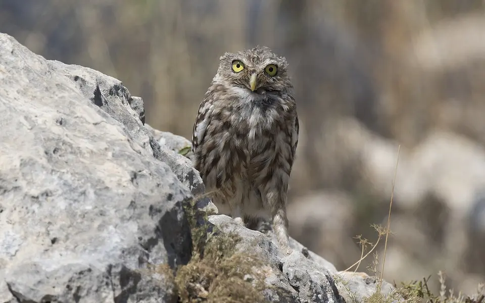 Little Owl (Athene noctua) — photo 4 of 4