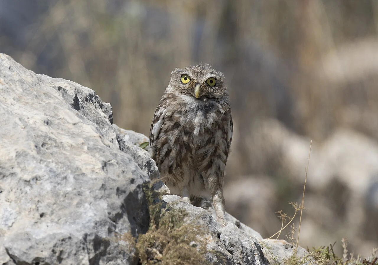Little Owl (Athene noctua) — photo 4 of 4