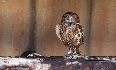 Little Owl (Athene noctua) — photo 2 of 4