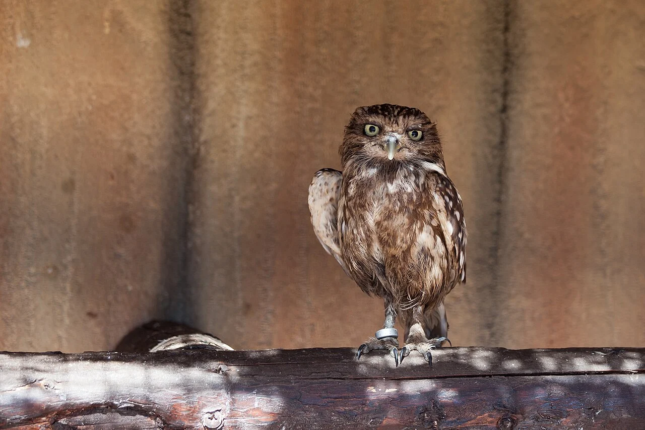 Little Owl (Athene noctua) — photo 2 of 4
