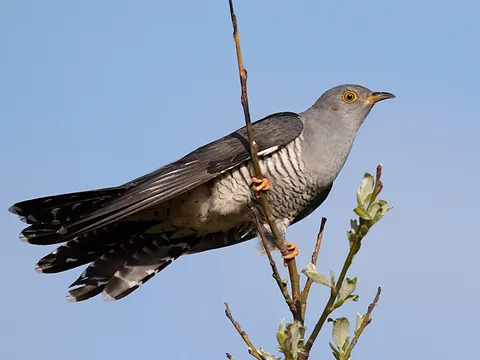 Common Cuckoo