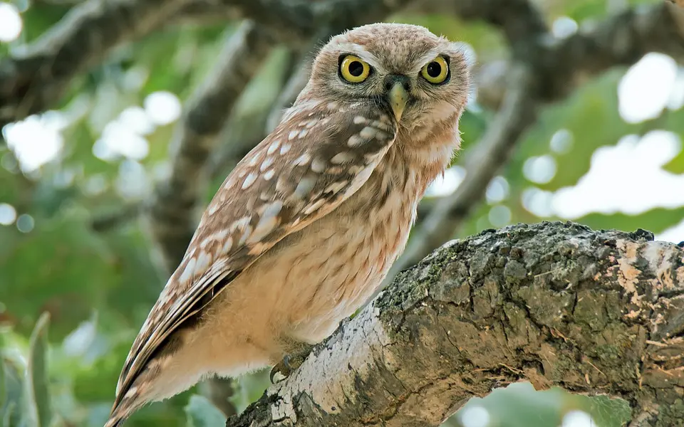 Little Owl (Athene noctua) — photo 1 of 4