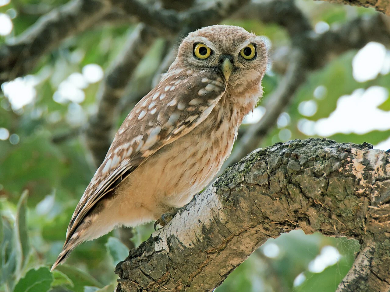 Little Owl (Athene noctua) — photo 1 of 4