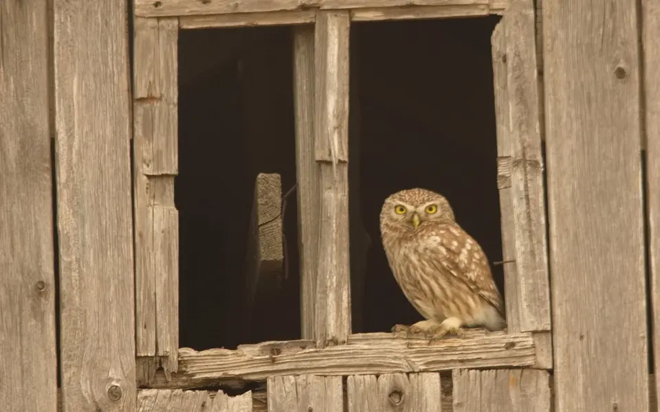 Little Owl (Athene noctua) — photo 3 of 4