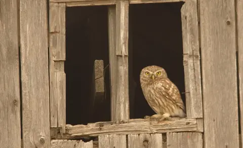 Little Owl (Athene noctua) — photo 3 of 4