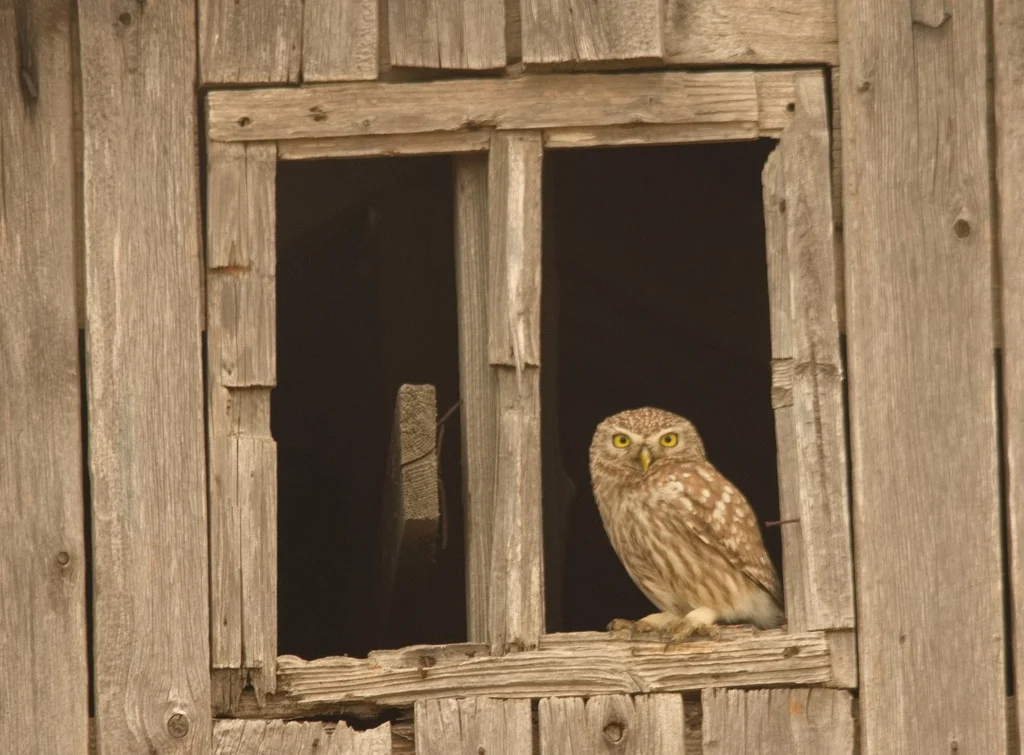 Little Owl (Athene noctua) — photo 3 of 4