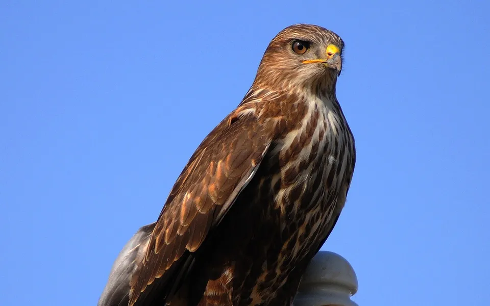 Long-legged Buzzard (Buteo rufinus) — photo 4 of 6