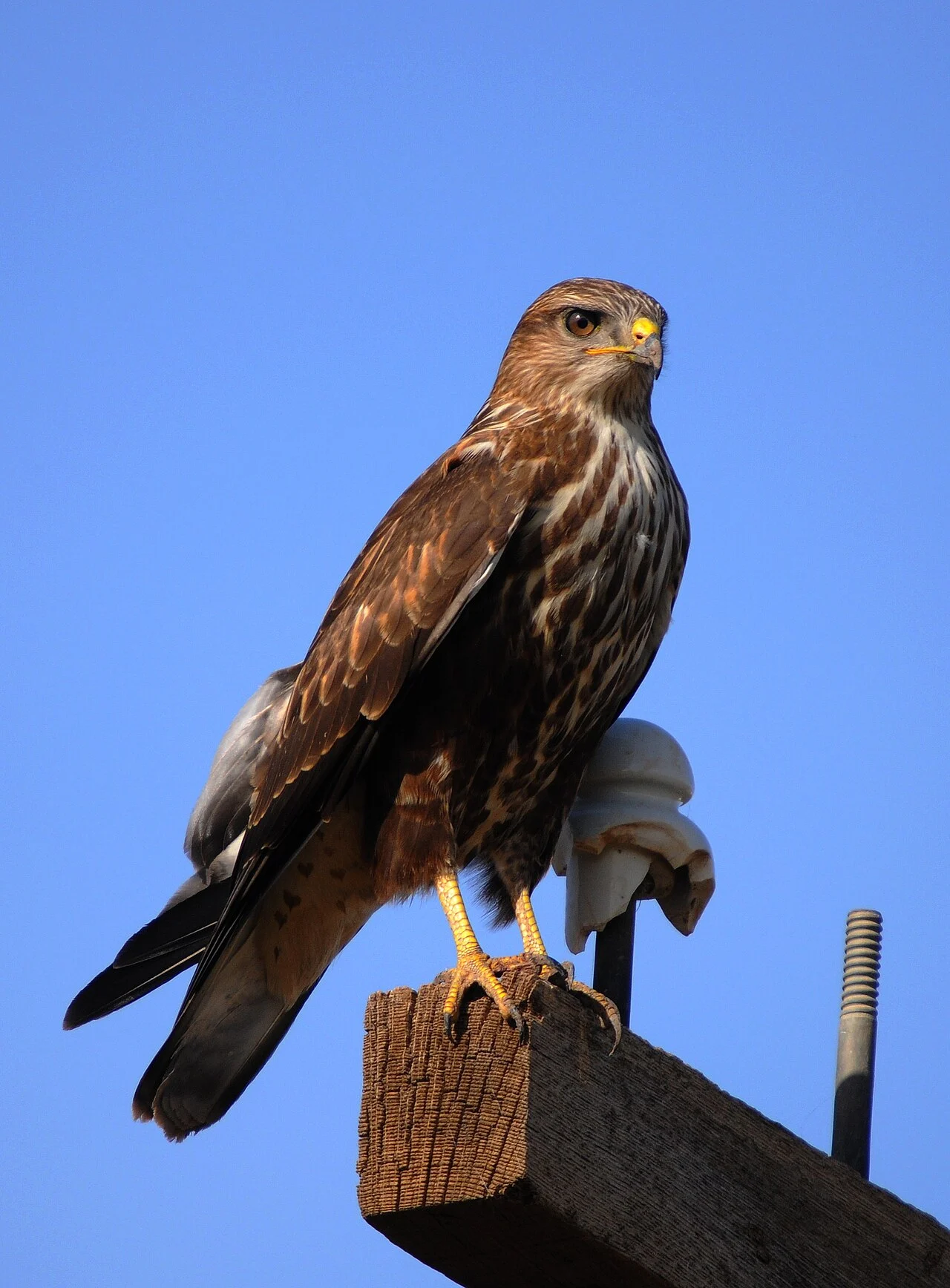 Long-legged Buzzard (Buteo rufinus) — photo 4 of 6