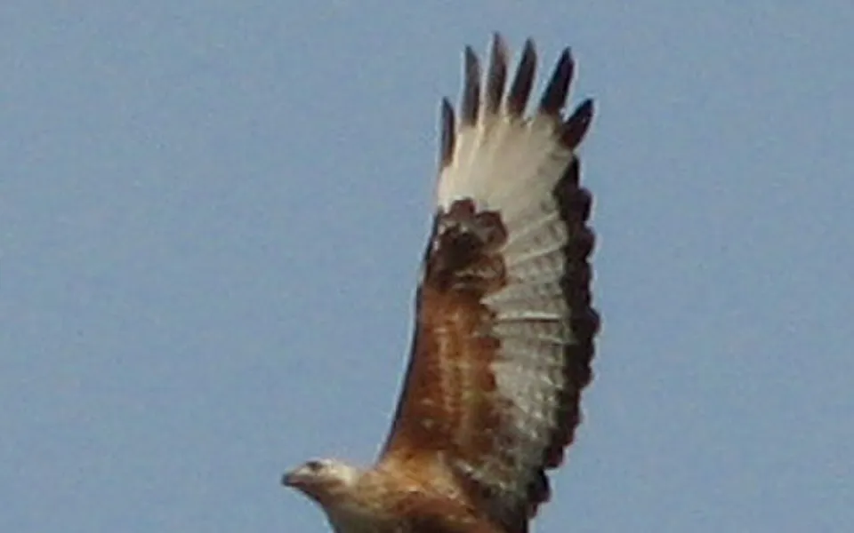 Long-legged Buzzard (Buteo rufinus) — photo 5 of 6