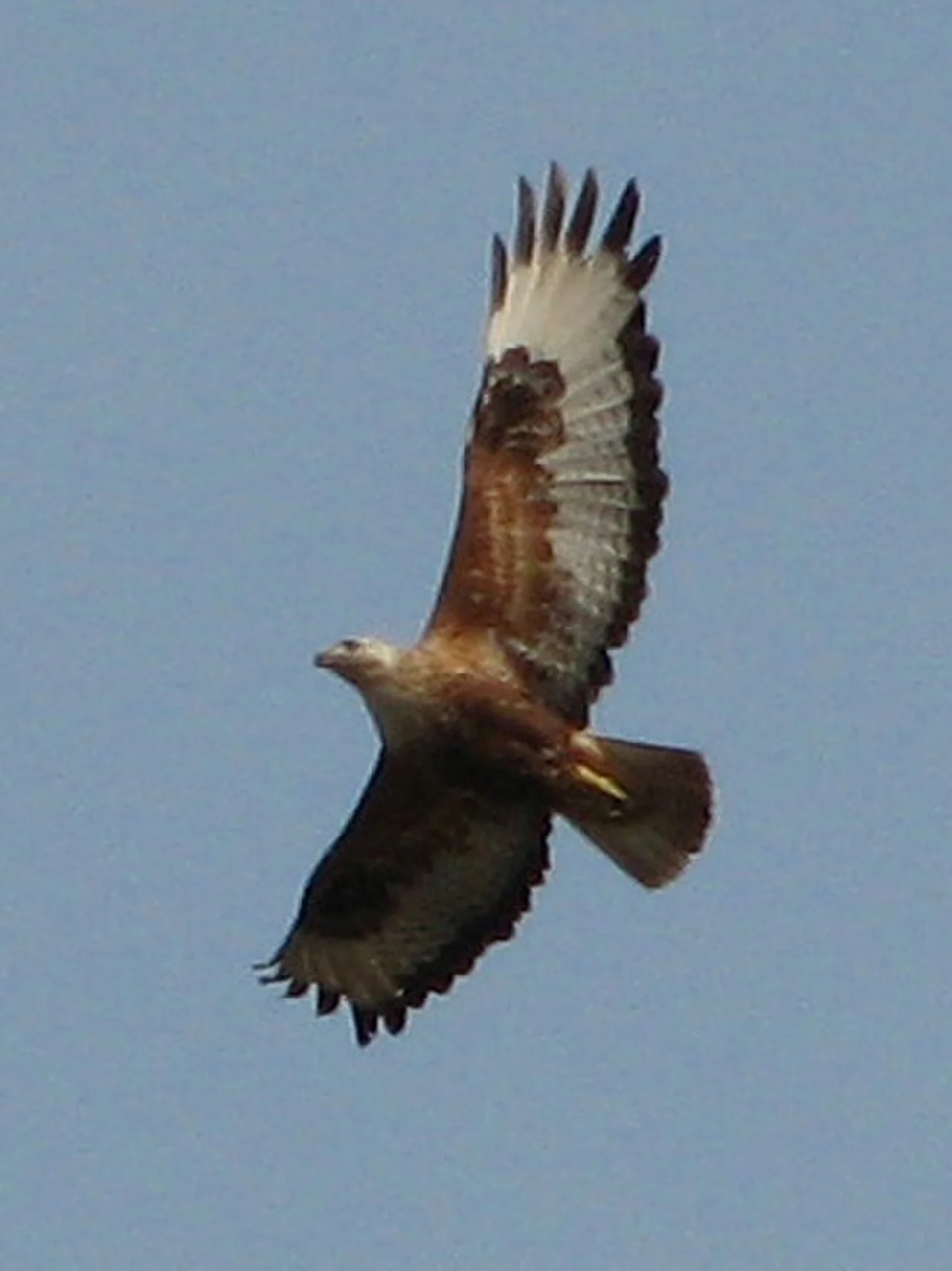 Long-legged Buzzard (Buteo rufinus) — photo 5 of 6