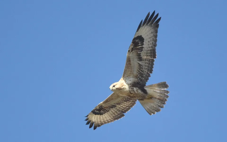 Long-legged Buzzard (Buteo rufinus) — photo 1 of 6