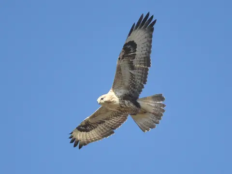Long-legged Buzzard