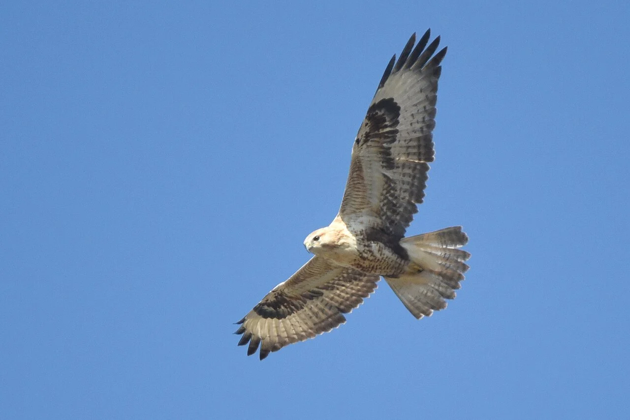 Long-legged Buzzard (Buteo rufinus) — photo 1 of 6