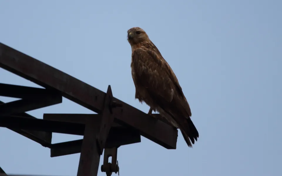 Long-legged Buzzard (Buteo rufinus) — photo 3 of 6