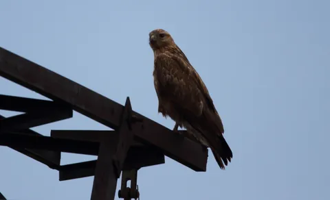 Long-legged Buzzard (Buteo rufinus) — photo 3 of 6