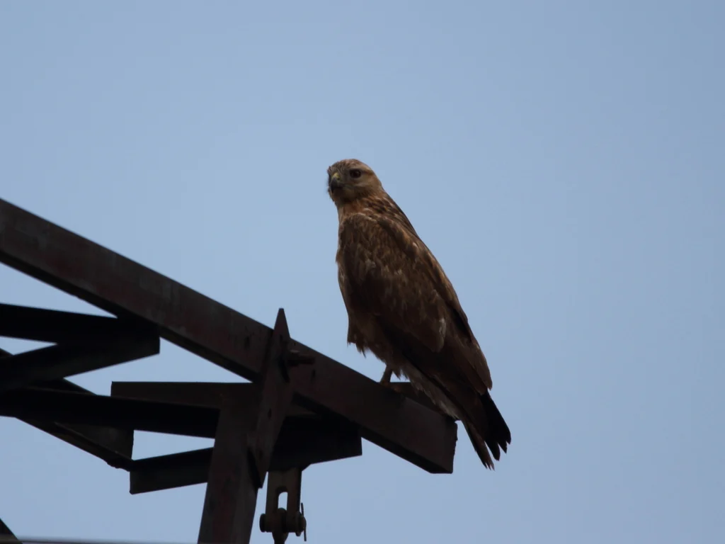 Long-legged Buzzard (Buteo rufinus) — photo 3 of 6