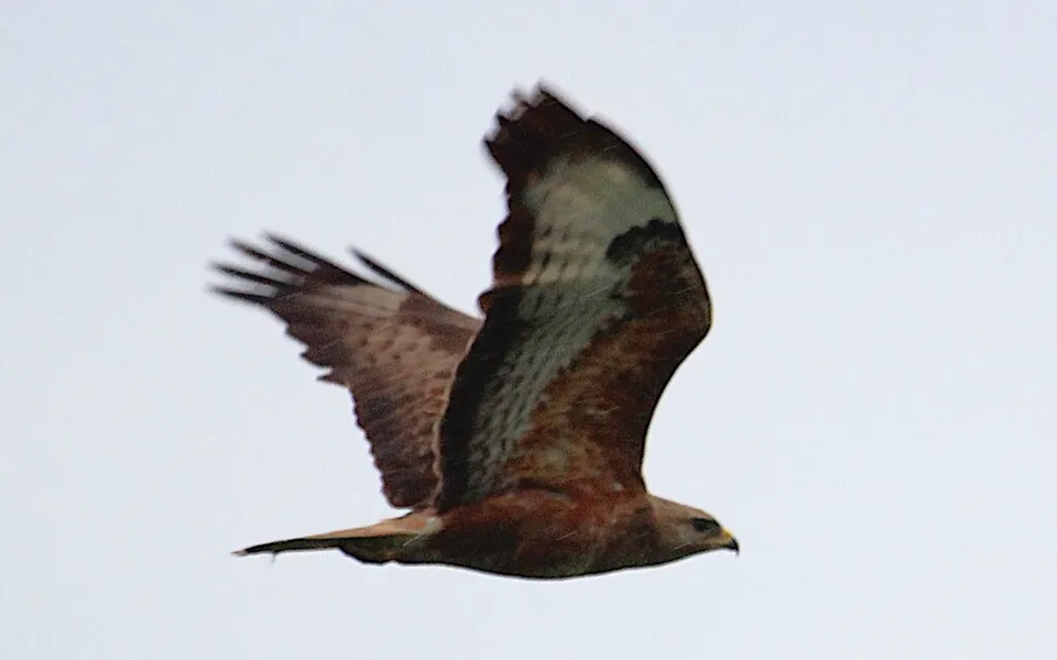Long-legged Buzzard (Buteo rufinus) — photo 6 of 6
