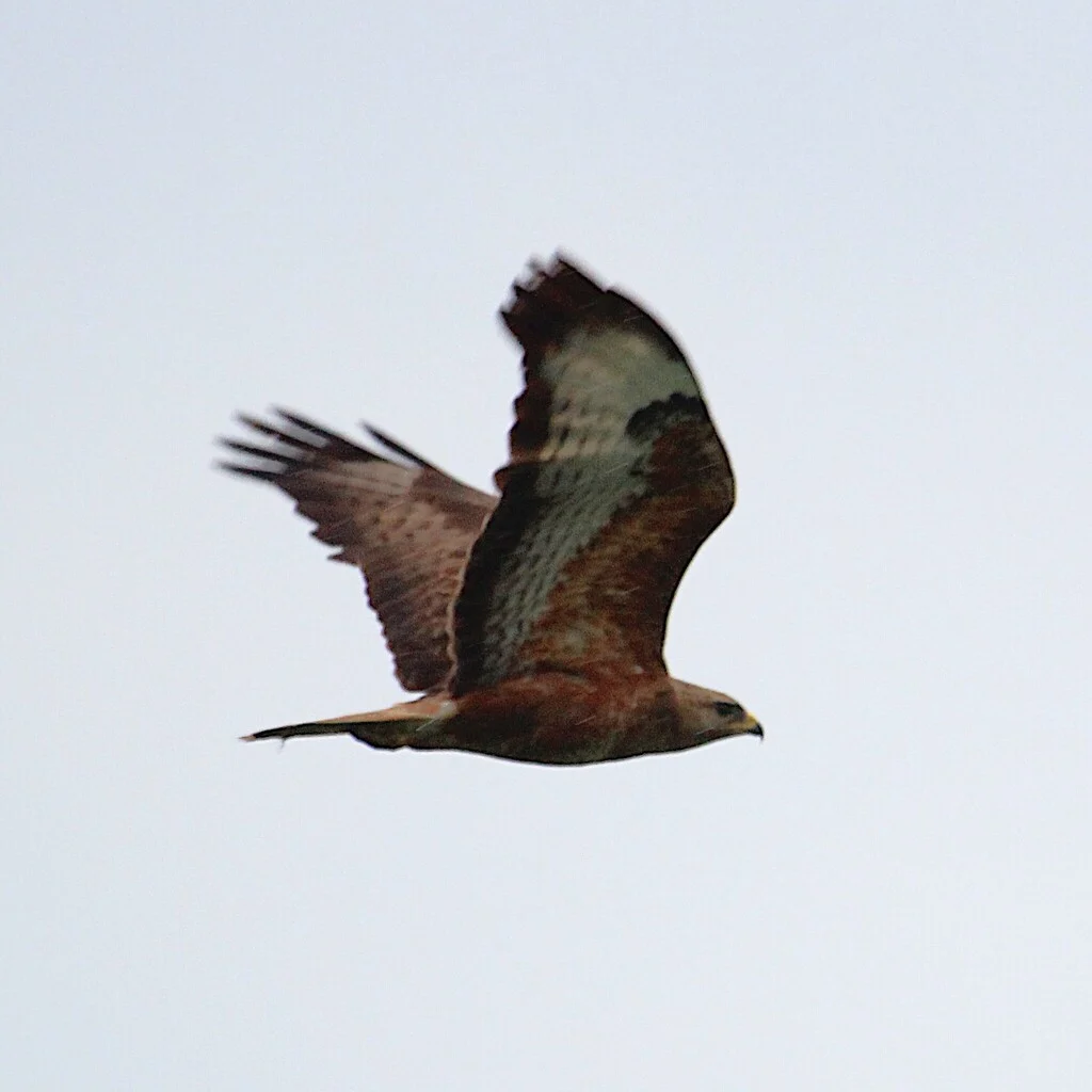 Long-legged Buzzard (Buteo rufinus) — photo 6 of 6