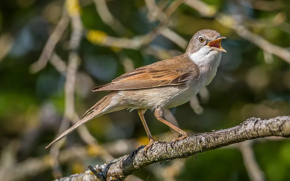 Greater Whitethroat