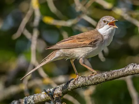 Greater Whitethroat