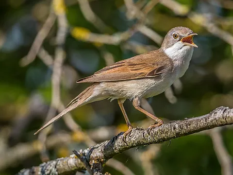 Greater Whitethroat