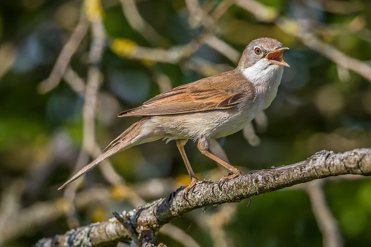 Greater Whitethroat