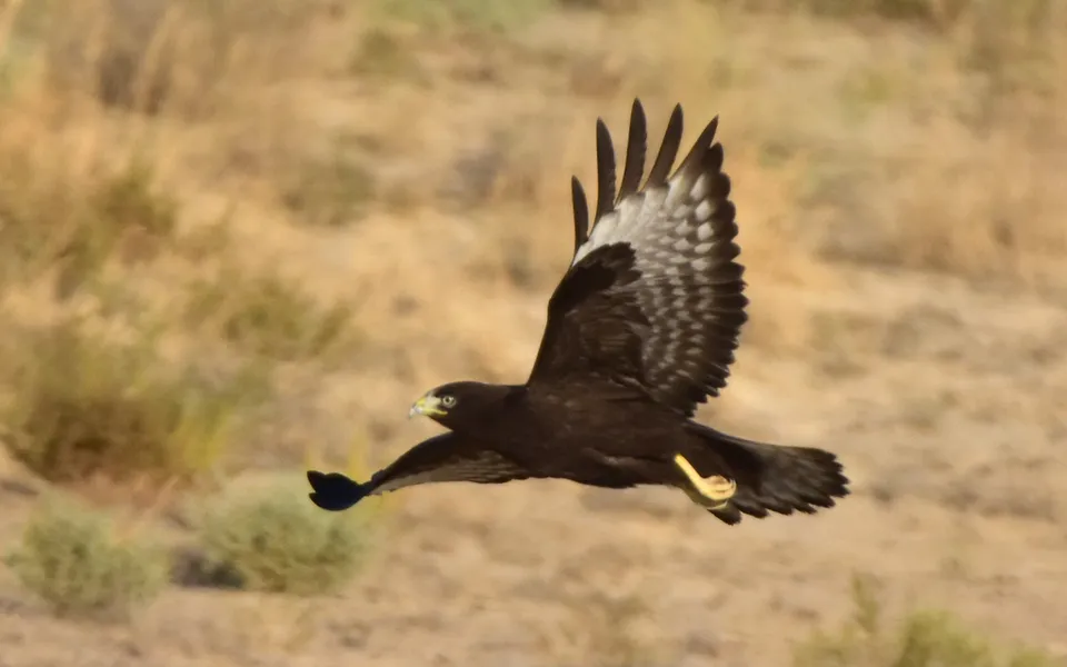 Long-legged Buzzard (Buteo rufinus) — photo 2 of 6