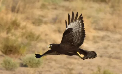 Long-legged Buzzard (Buteo rufinus) — photo 2 of 6