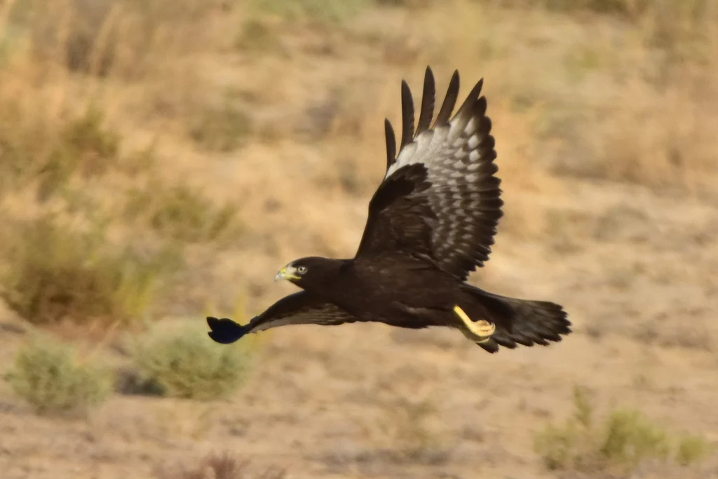 Long-legged Buzzard (Buteo rufinus) — photo 2 of 6