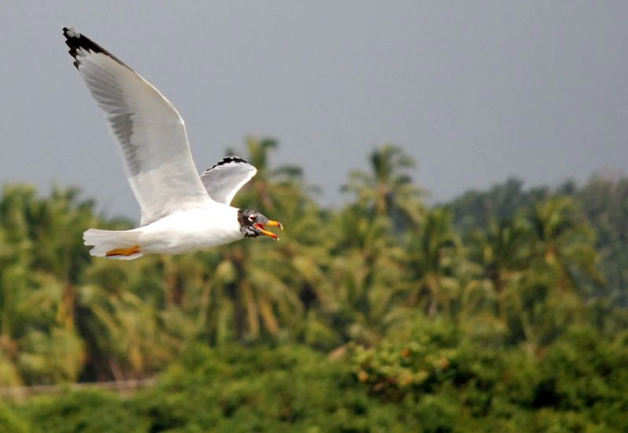 Pallas's Gull (Ichthyaetus ichthyaetus) — photo 4 of 8