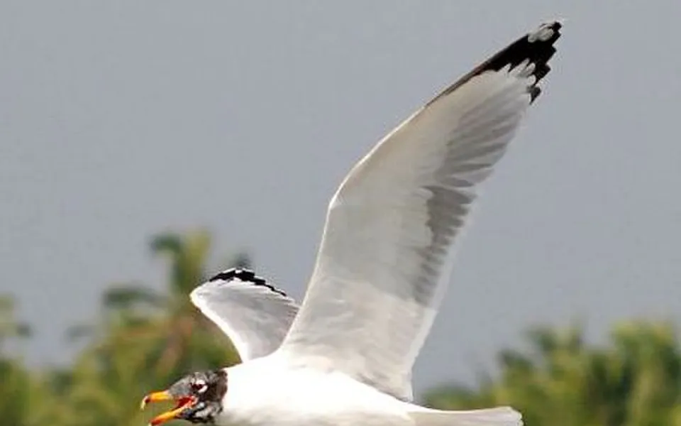Pallas's Gull (Ichthyaetus ichthyaetus) — photo 5 of 8