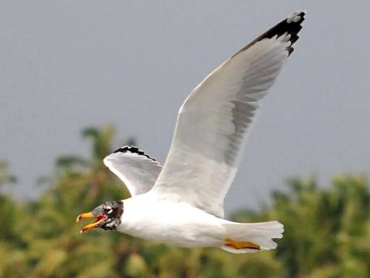 Pallas's Gull (Ichthyaetus ichthyaetus) — photo 5 of 8