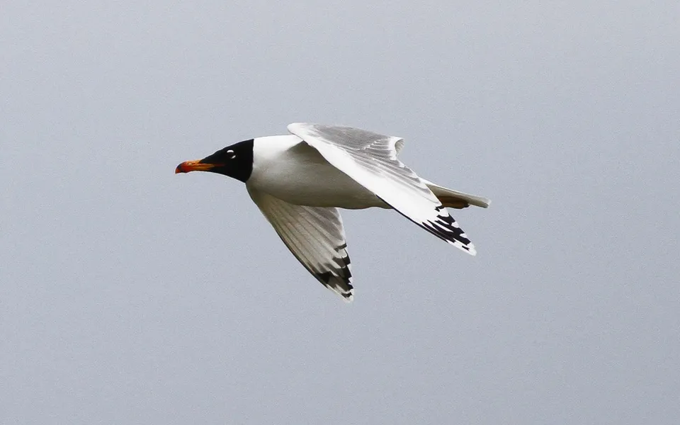 Pallas's Gull (Ichthyaetus ichthyaetus) — photo 1 of 8