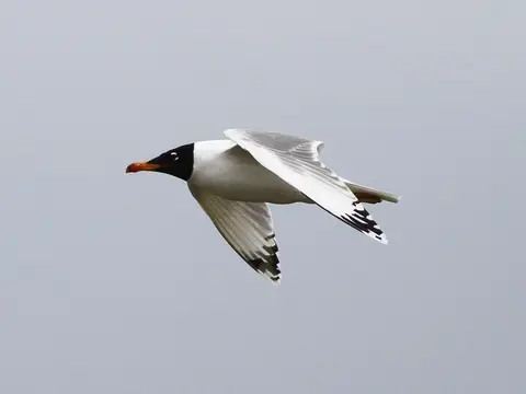 Pallas's Gull