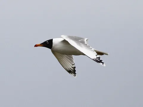 Pallas's Gull