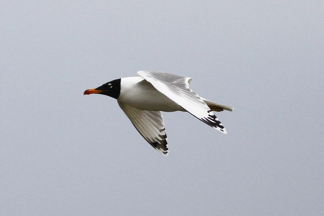 Pallas's Gull (Ichthyaetus ichthyaetus) — photo 1 of 8