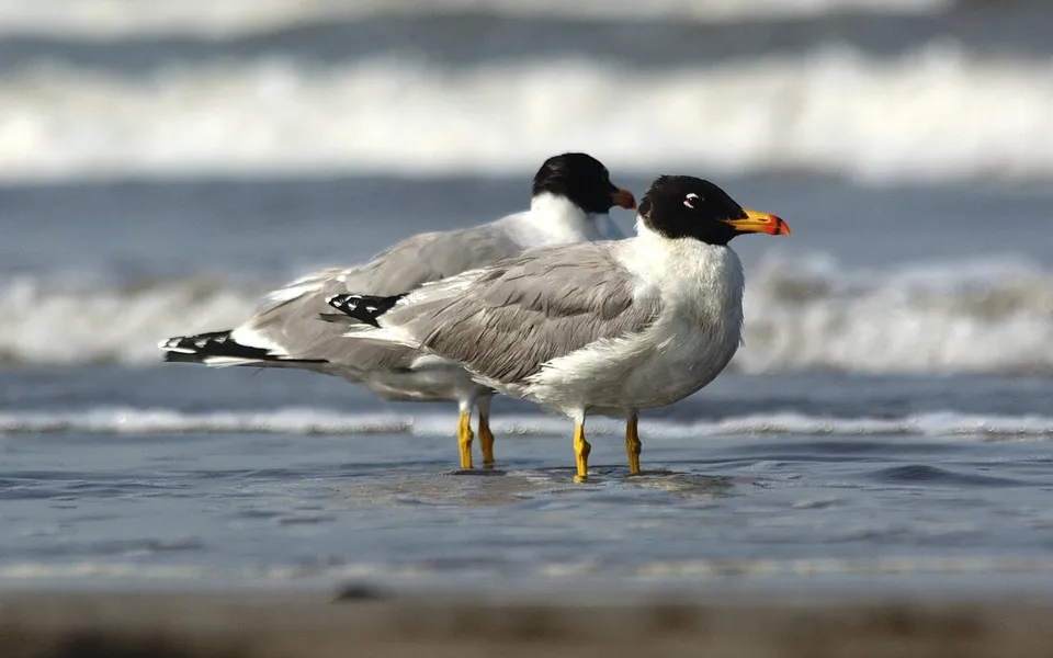 Pallas's Gull (Ichthyaetus ichthyaetus) — photo 6 of 8