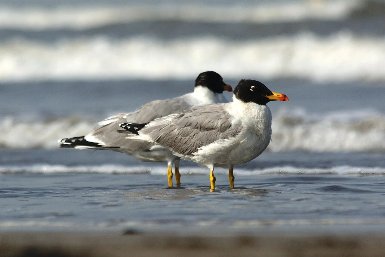 Pallas's Gull (Ichthyaetus ichthyaetus) — photo 6 of 8