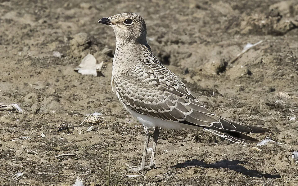 Collared Pratincole (Glareola pratincola) — photo 2 of 7