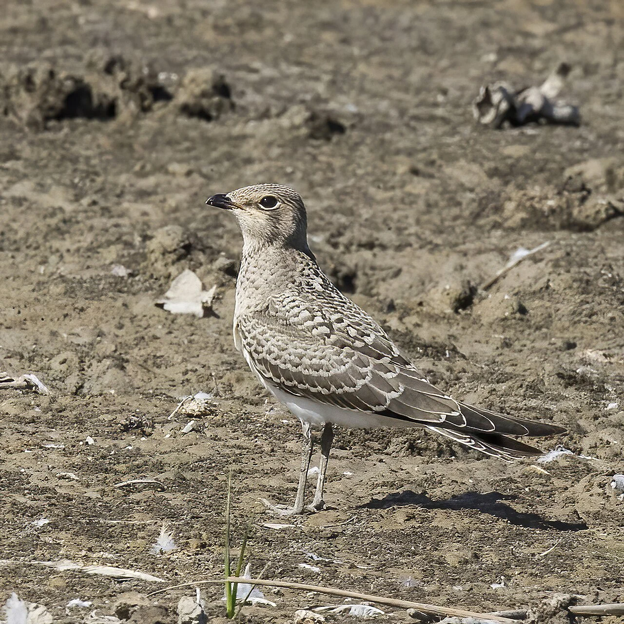 Collared Pratincole (Glareola pratincola) — photo 2 of 7