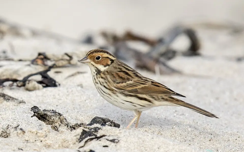 Little Bunting (Emberiza pusilla) — photo 1 of 4