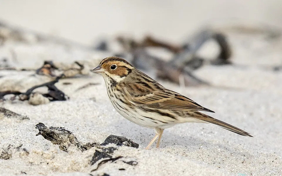 Little Bunting (Emberiza pusilla) — photo 1 of 4