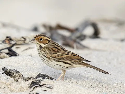Little Bunting